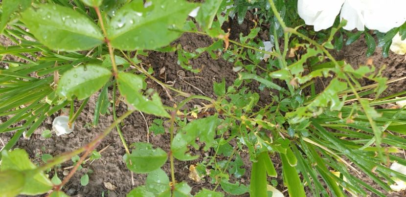  - 1M album 2021 gradina mama