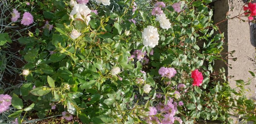  - 1M album 2021 gradina mama