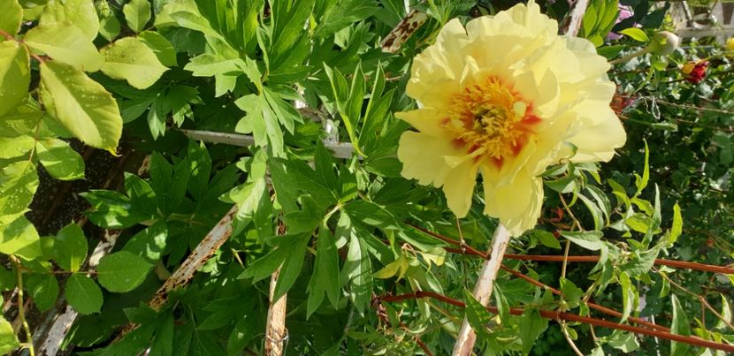  - 1M album 2021 gradina mama