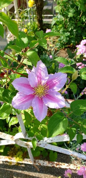  - 1M album 2021 gradina mama