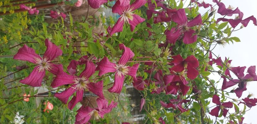  - 1M album 2021 gradina mama