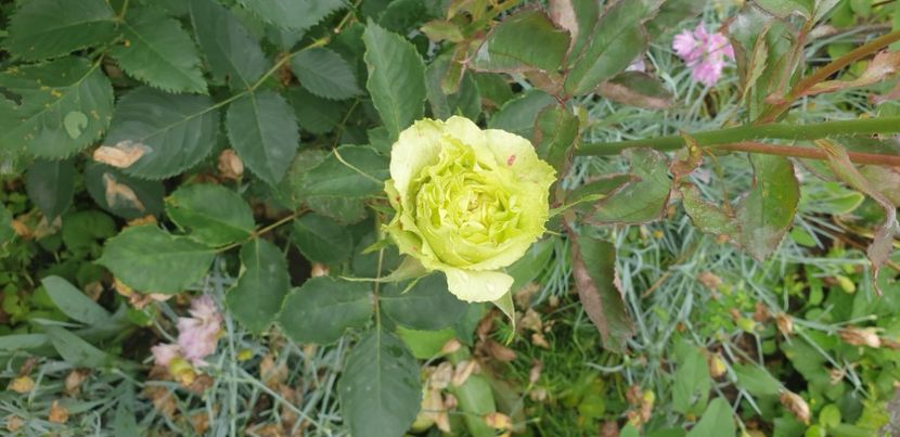  - 1M album 2021 gradina mama