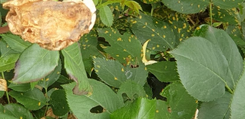  - 1M album 2021 gradina mama