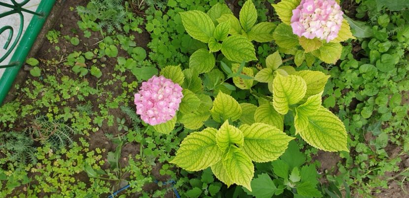  - 1M album 2021 gradina mama