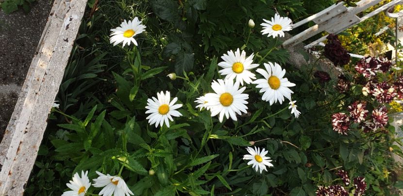  - 1M album 2021 gradina mama