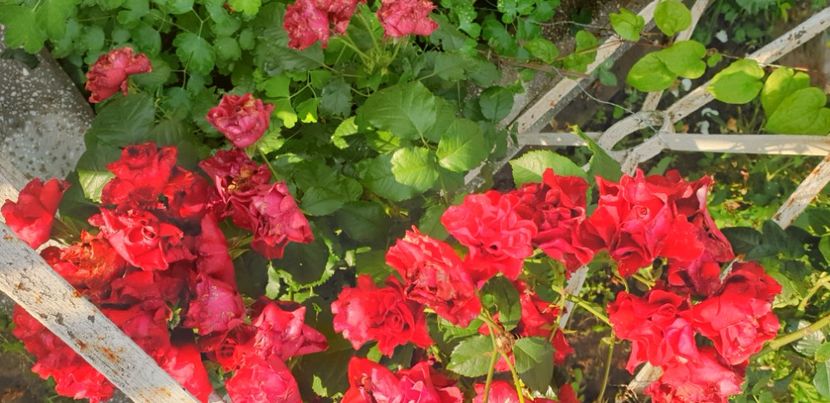  - 1M album 2021 gradina mama