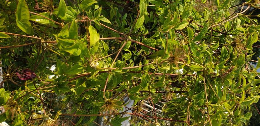  - 1M album 2021 gradina mama