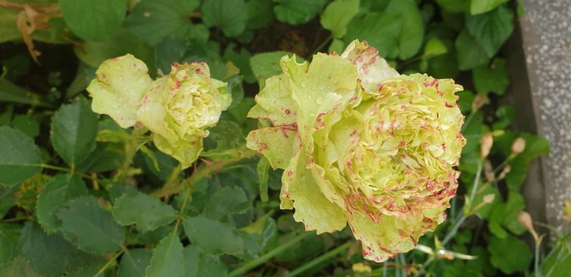  - 1M album 2021 gradina mama