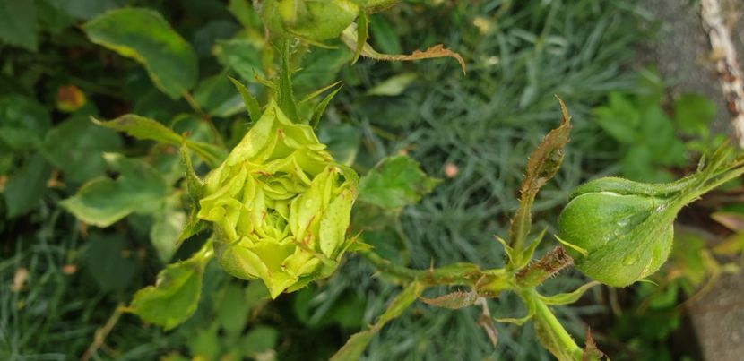  - 1M album 2021 gradina mama