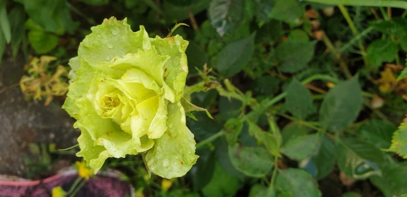  - 1M album 2021 gradina mama