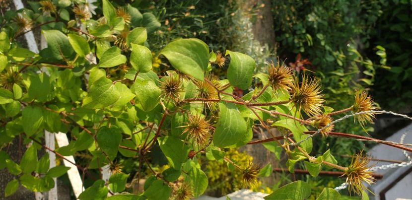  - 1M album 2021 gradina mama