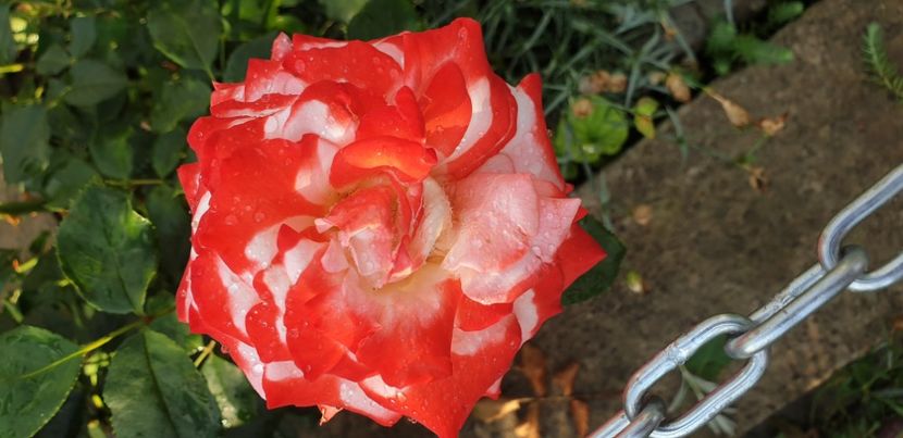  - 1M album 2021 gradina mama