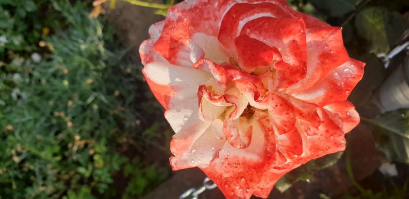  - 1M album 2021 gradina mama