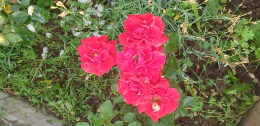  - 1M album 2021 gradina mama