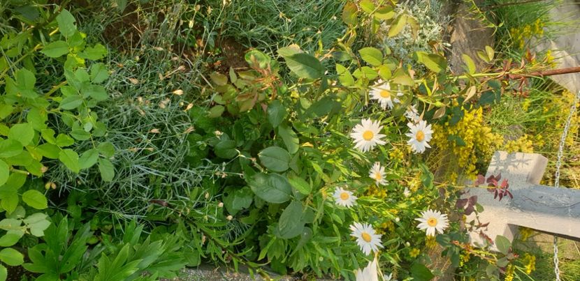  - 1M album 2021 gradina mama