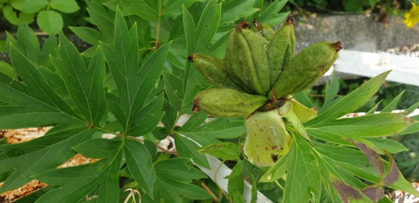  - 1M album 2021 gradina mama