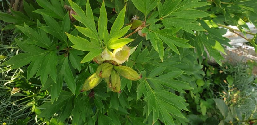  - 1M album 2021 gradina mama