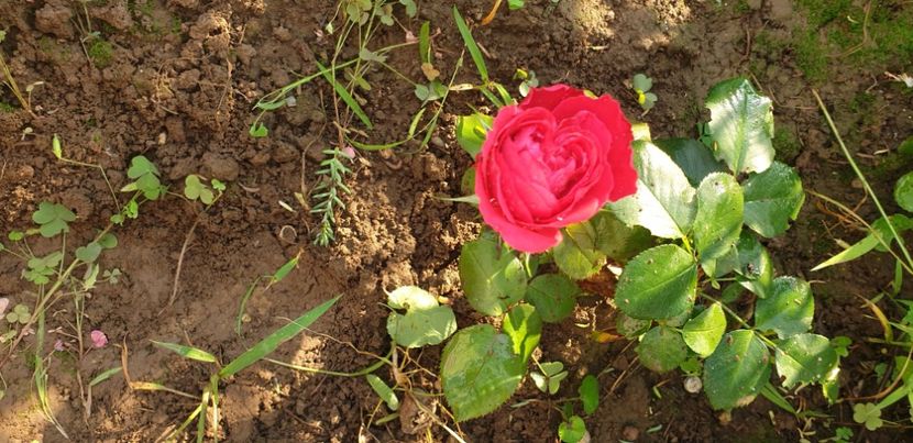  - 1M album 2021 gradina mama