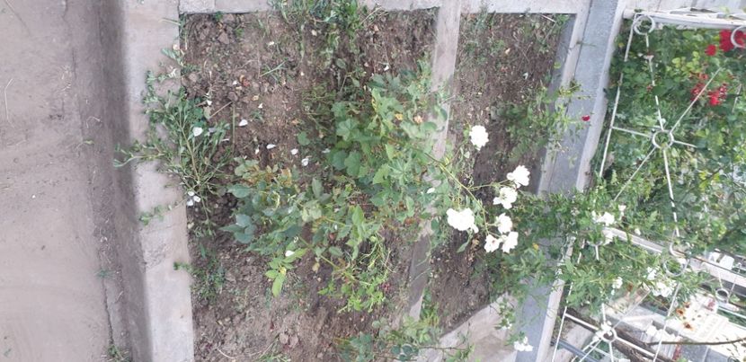  - 1M album 2021 gradina mama