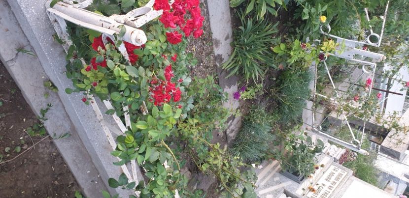  - 1M album 2021 gradina mama