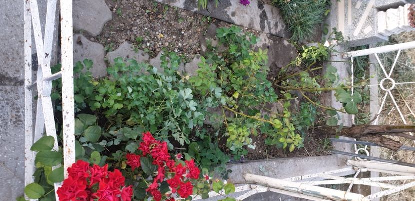  - 1M album 2021 gradina mama