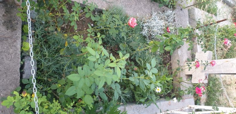  - 1M album 2021 gradina mama