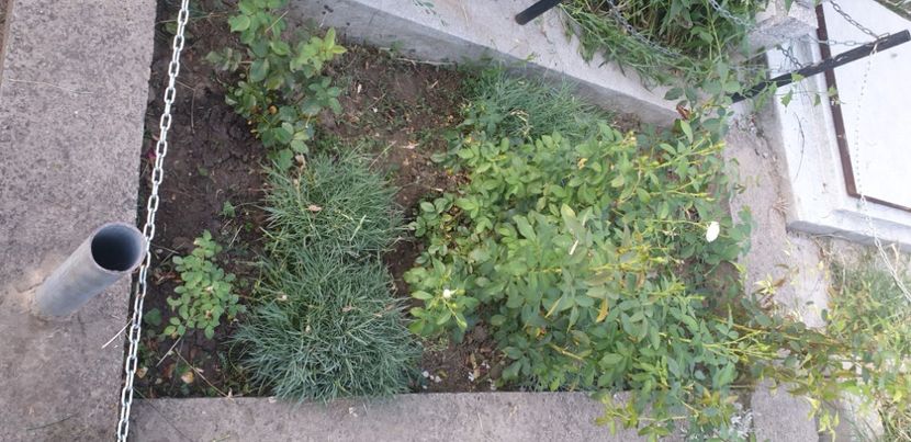  - 1M album 2021 gradina mama