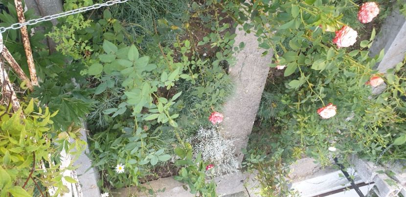  - 1M album 2021 gradina mama