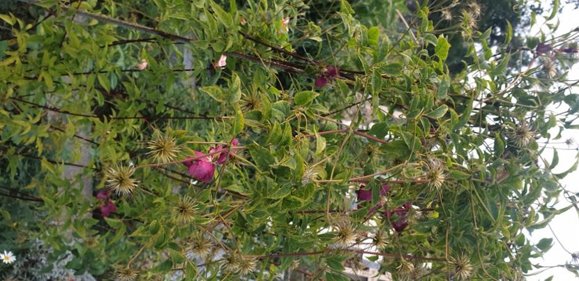  - 1M album 2021 gradina mama