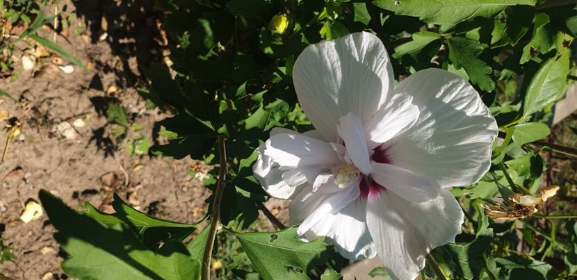  - 1M album 2021 gradina mama