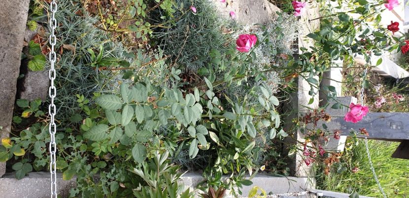  - 1M album 2021 gradina mama