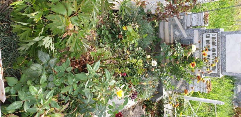  - 1M album 2021 gradina mama