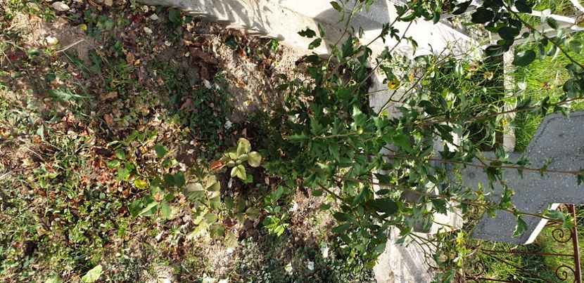  - 1M album 2021 gradina mama