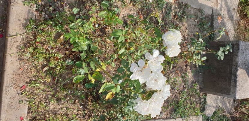  - 1M album 2021 gradina mama