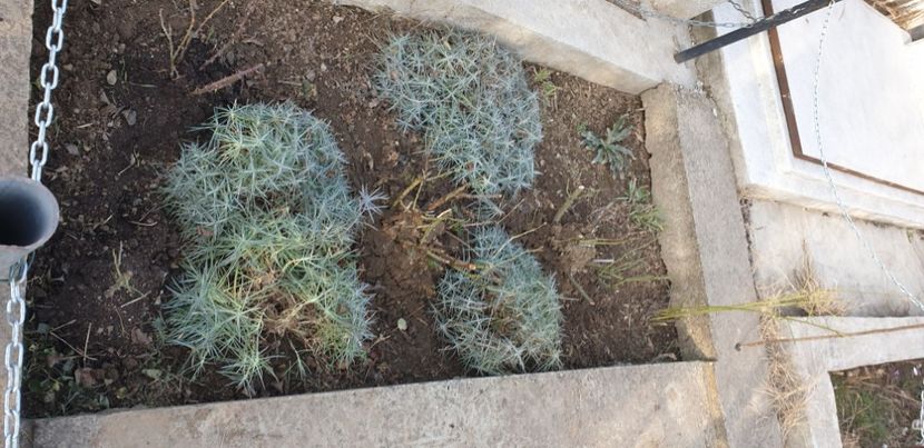  - 1M album 2021 gradina mama