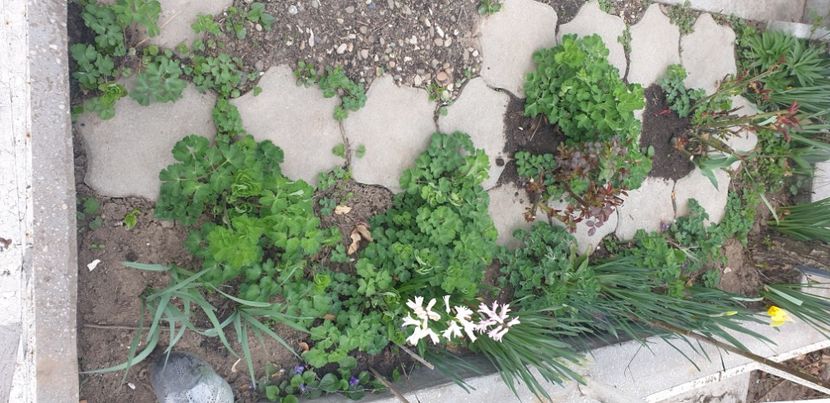  - 1M album 2021 gradina mama