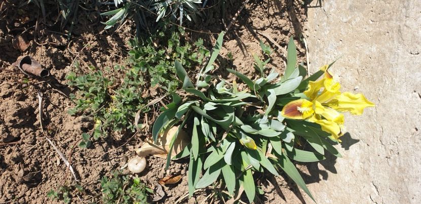  - 1M album 2021 gradina mama