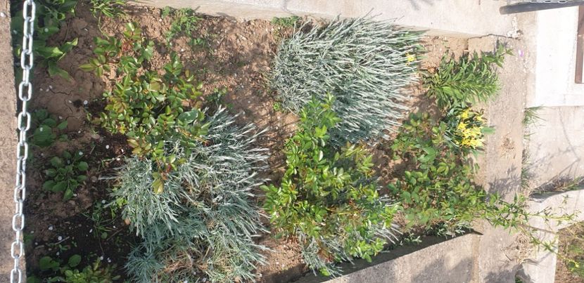  - 1M album 2021 gradina mama