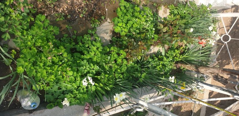  - 1M album 2021 gradina mama