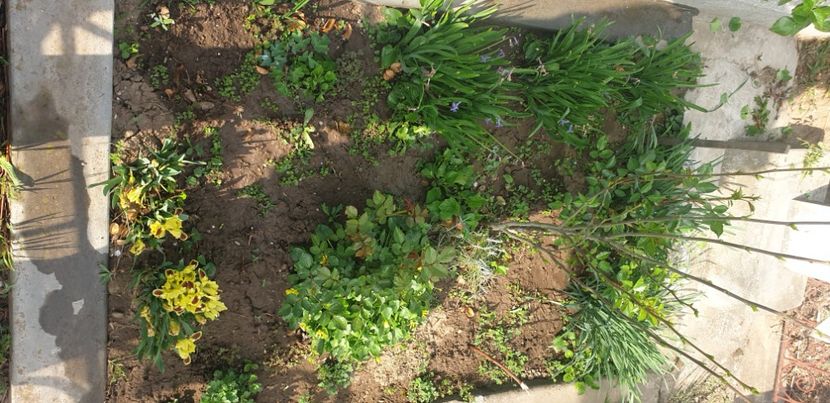  - 1M album 2021 gradina mama