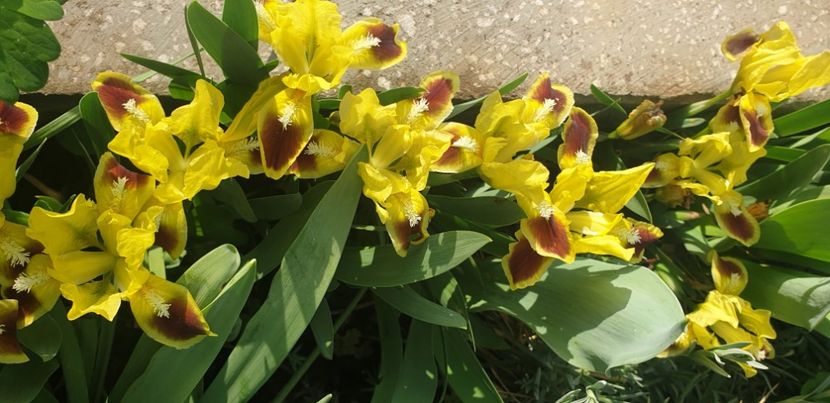  - 1M album 2021 gradina mama