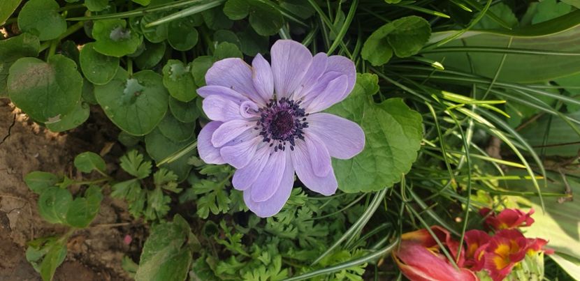  - 1M album 2021 gradina mama