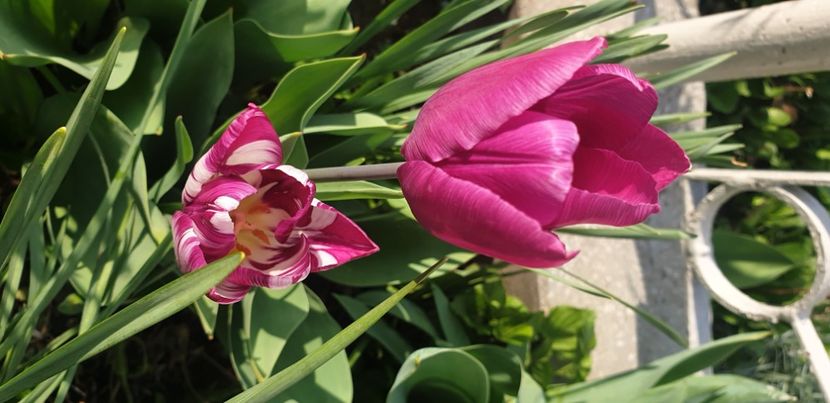  - 1M album 2021 gradina mama