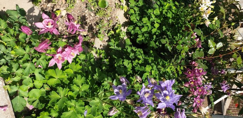  - 1M album 2021 gradina mama