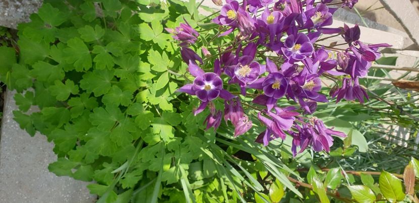  - 1M album 2021 gradina mama