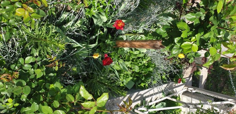  - 1M album 2021 gradina mama