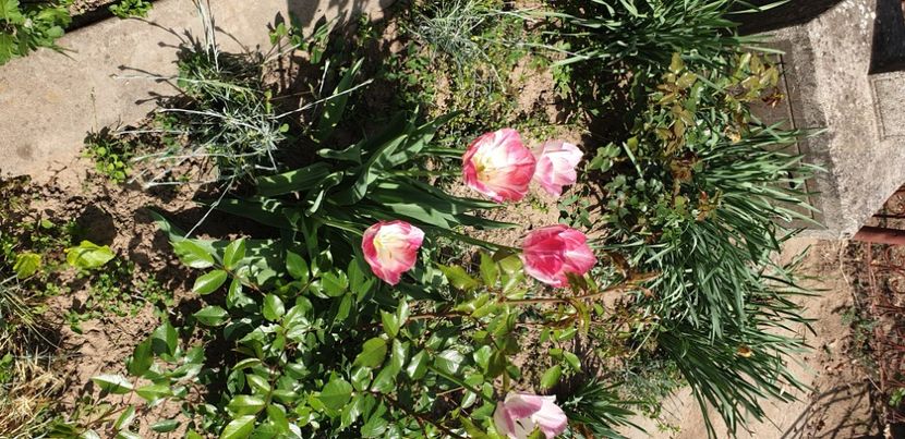  - 1M album 2021 gradina mama