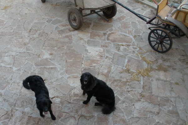 Z-Astra Areta-Picture 1707