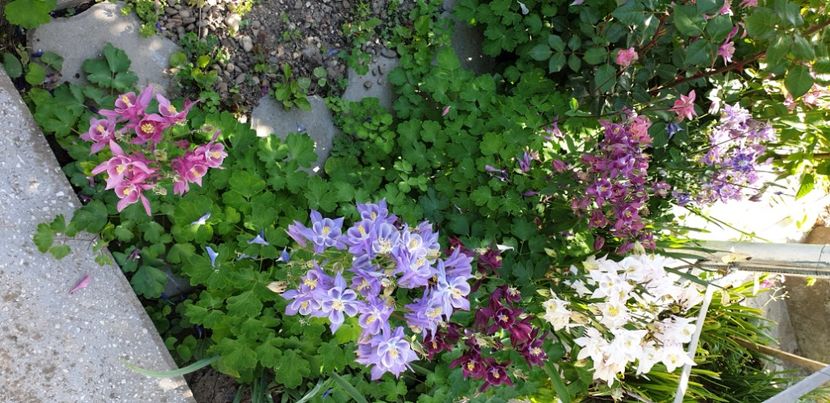  - 1M album 2021 gradina mama