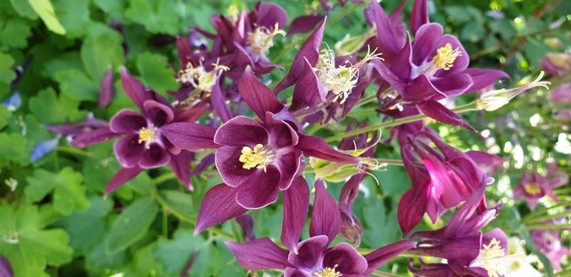  - 1M album 2021 gradina mama